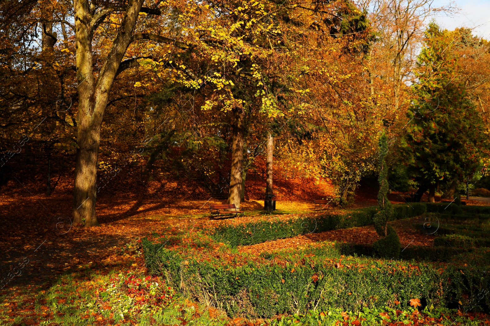 Beautiful park with yellowed trees and wooden benches Photo of Beautiful park with yellowed trees and wooden benches