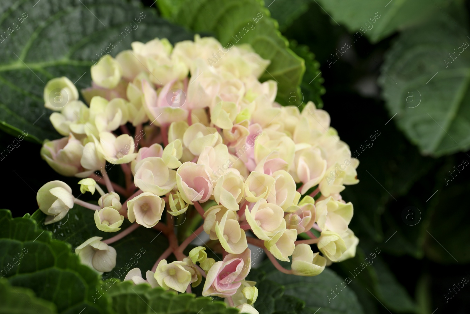 Beautiful hortensia plant with light flowers, closeup Photo of Beautiful hortensia plant with light flowers, closeup