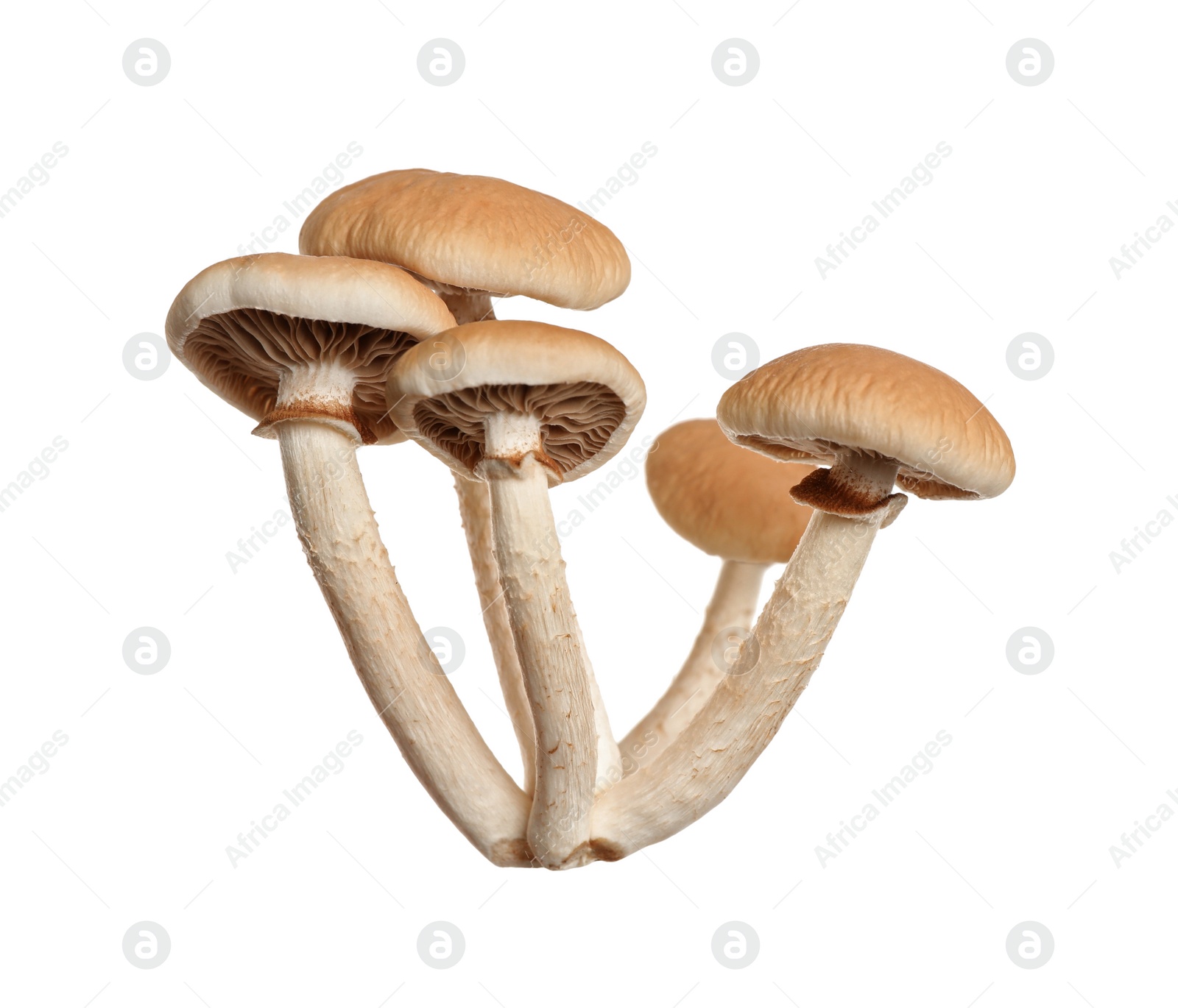 Fresh wild pioppini mushrooms isolated on white Photo of Fresh wild pioppini mushrooms isolated on white
