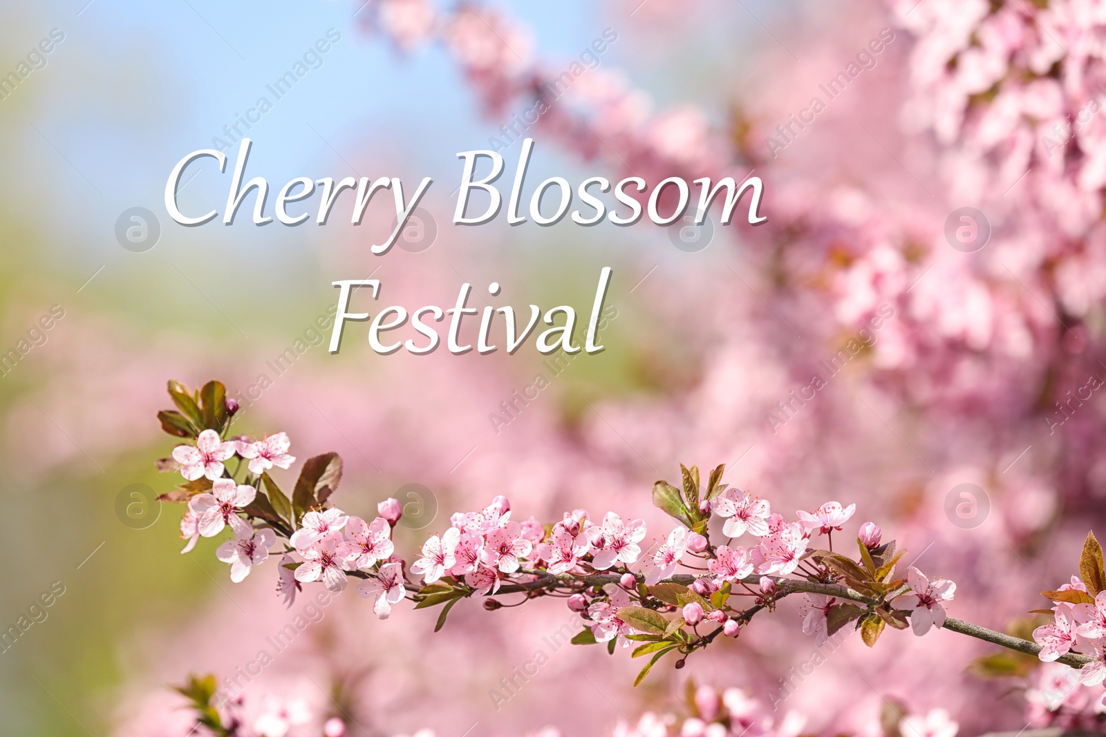 Cherry Blossom Festival. Beautiful blossoming pink sakura tree outdoors Image of Cherry Blossom Festival. Beautiful blossoming pink sakura tree outdoors