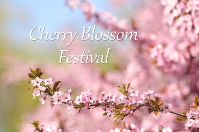 Cherry Blossom Festival. Beautiful blossoming pink sakura tree outdoors Image of Cherry Blossom Festival. Beautiful blossoming pink sakura tree outdoors