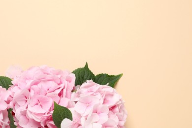 Photo of Beautiful hortensia flowers on beige background, flat lay. Space for text