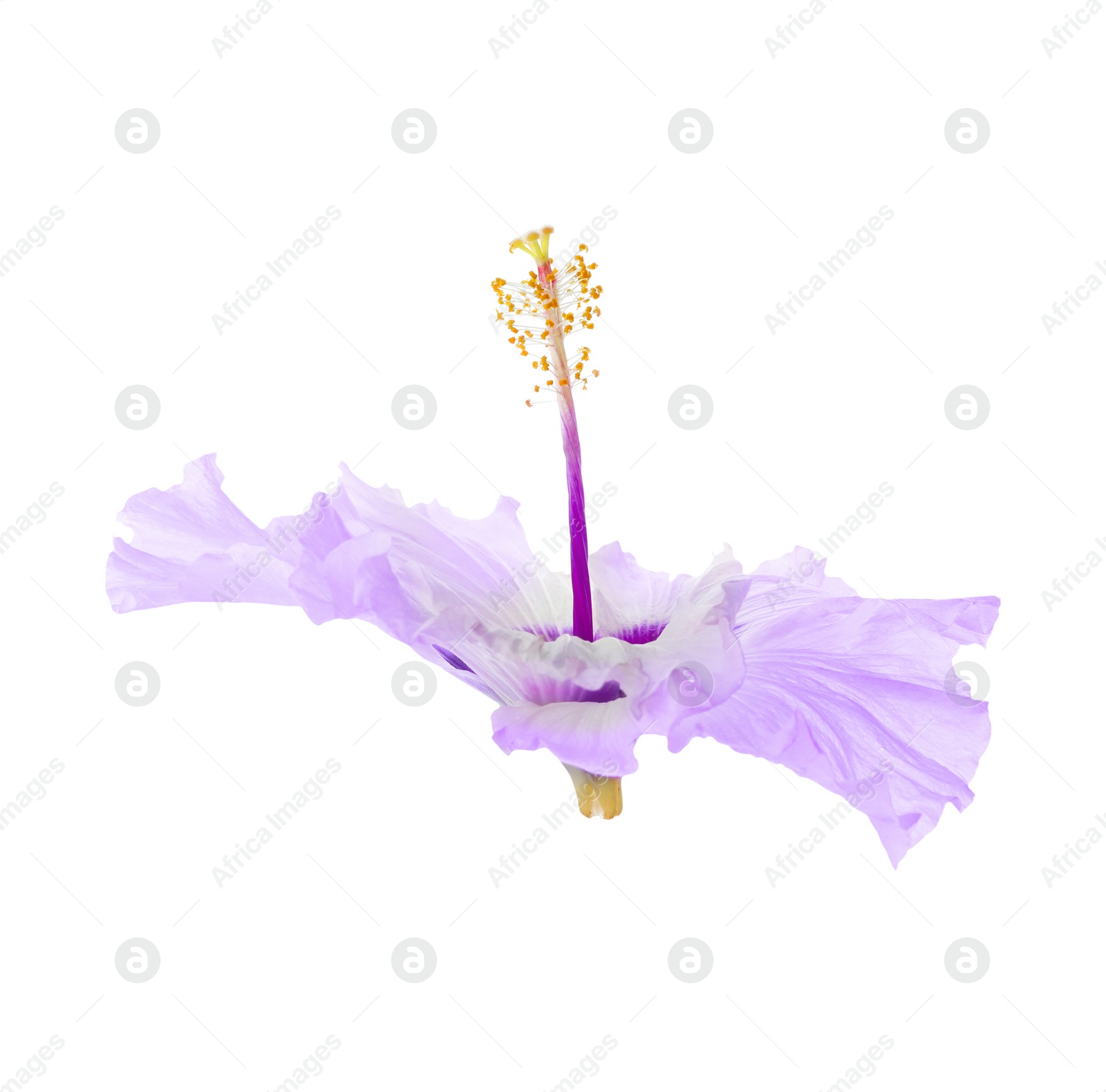 Beautiful tropical hibiscus flower isolated on white Image of Beautiful tropical hibiscus flower isolated on white