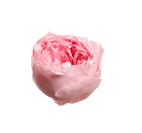 Photo of Beautiful pink peony flower isolated on white