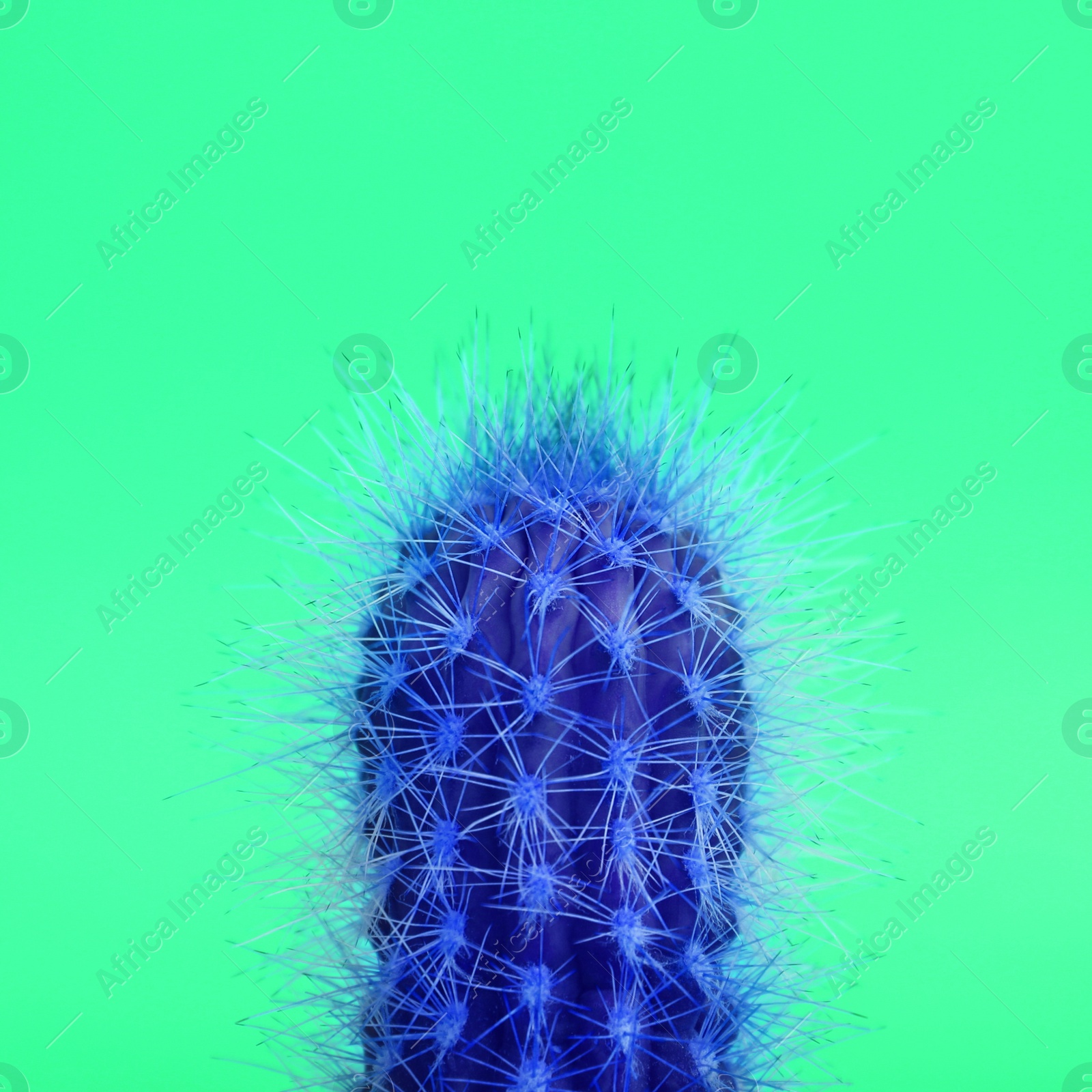 Beautiful bright cactus on green background, closeup Image of Beautiful bright cactus on green background, closeup