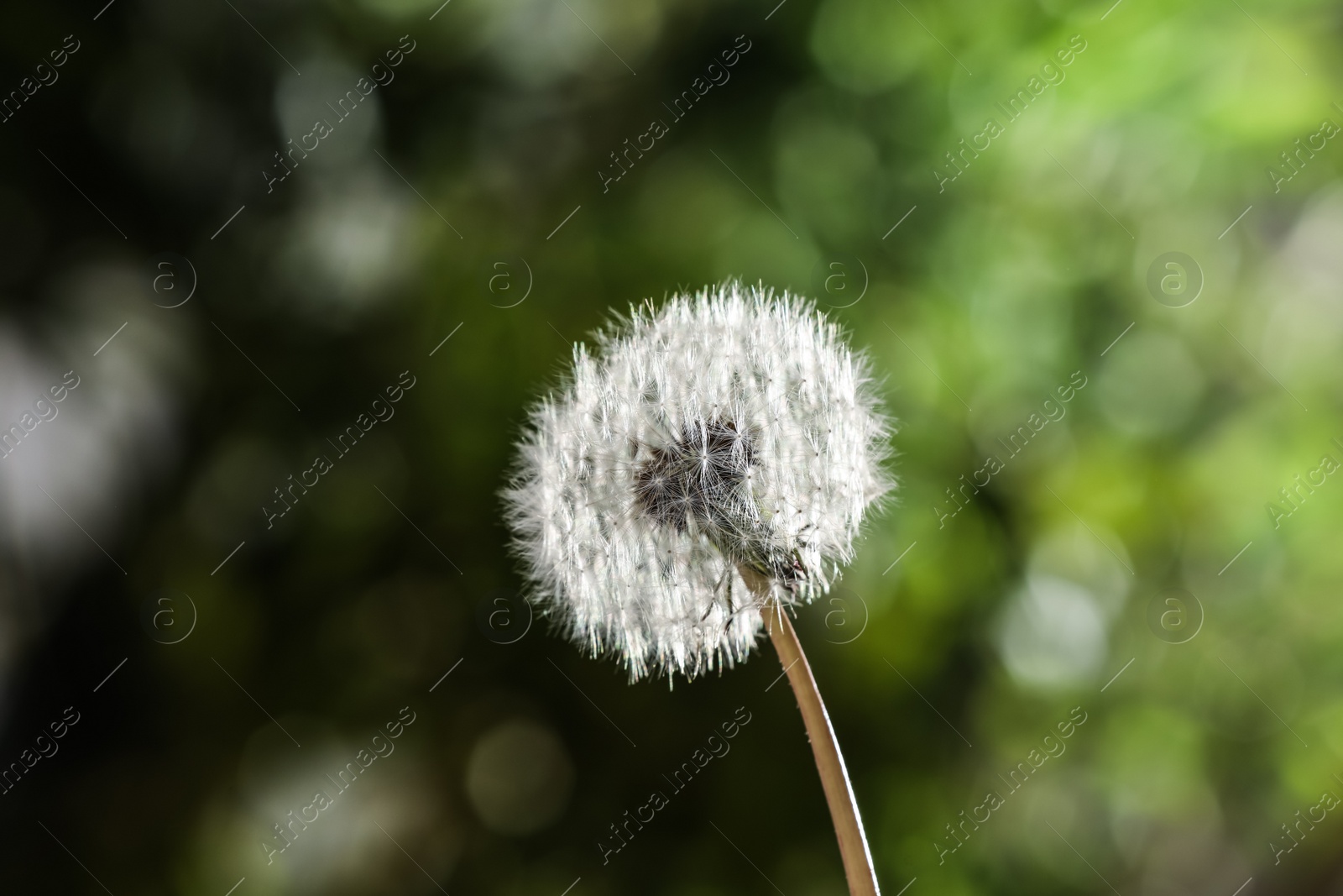 Beautiful dandelion flower on blurred green background Photo of Beautiful dandelion flower on blurred green background