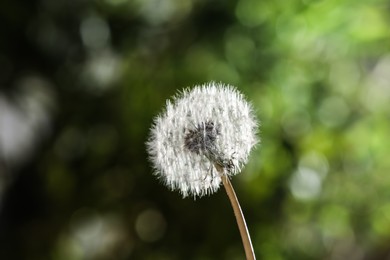 Beautiful dandelion flower on blurred green background Photo of Beautiful dandelion flower on blurred green background