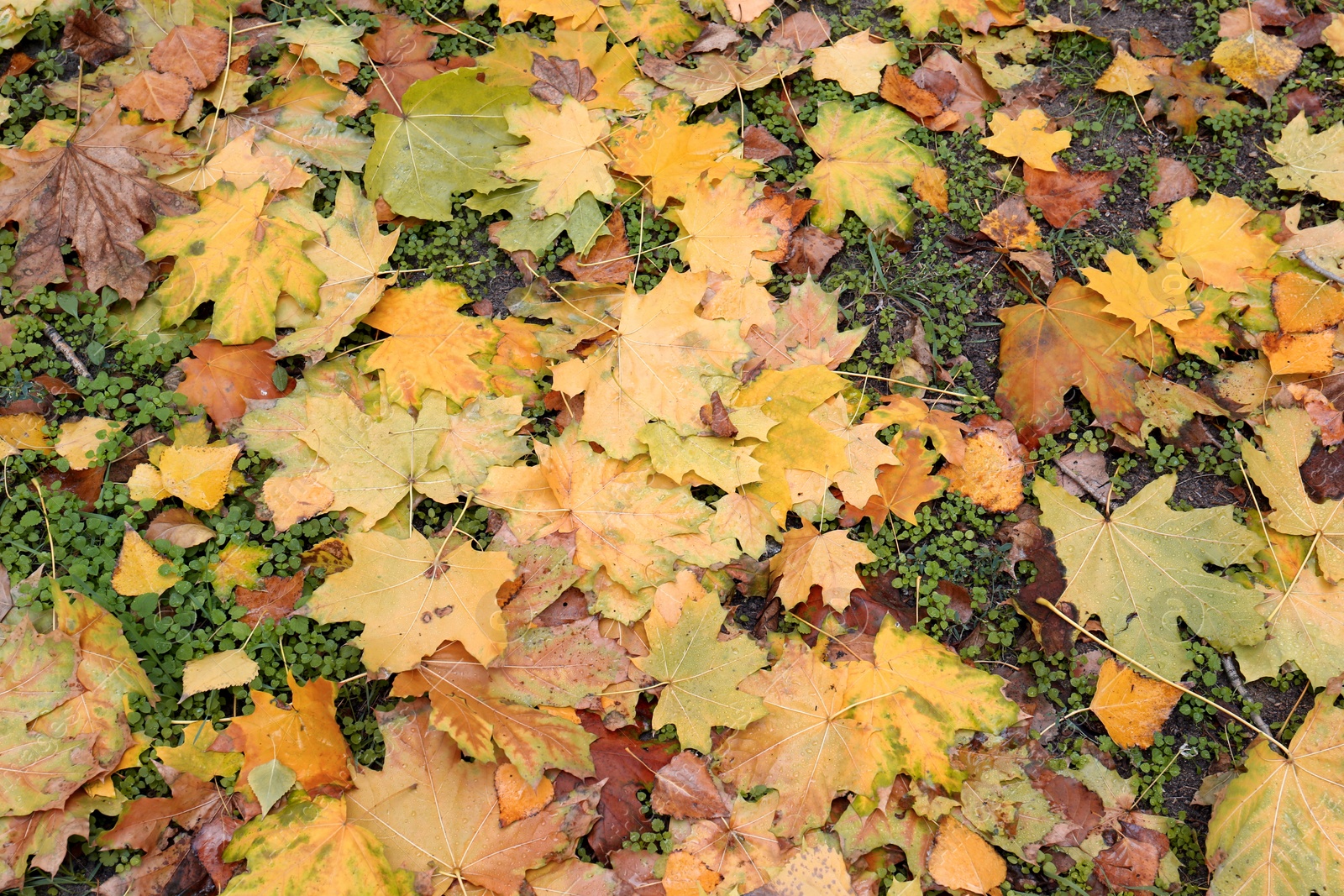 Colorful autumn leaves on green lawn in park Photo of Colorful autumn leaves on green lawn in park