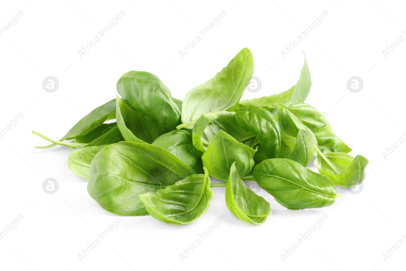 Pile of fresh basil leaves isolated on white Photo of Pile of fresh basil leaves isolated on white
