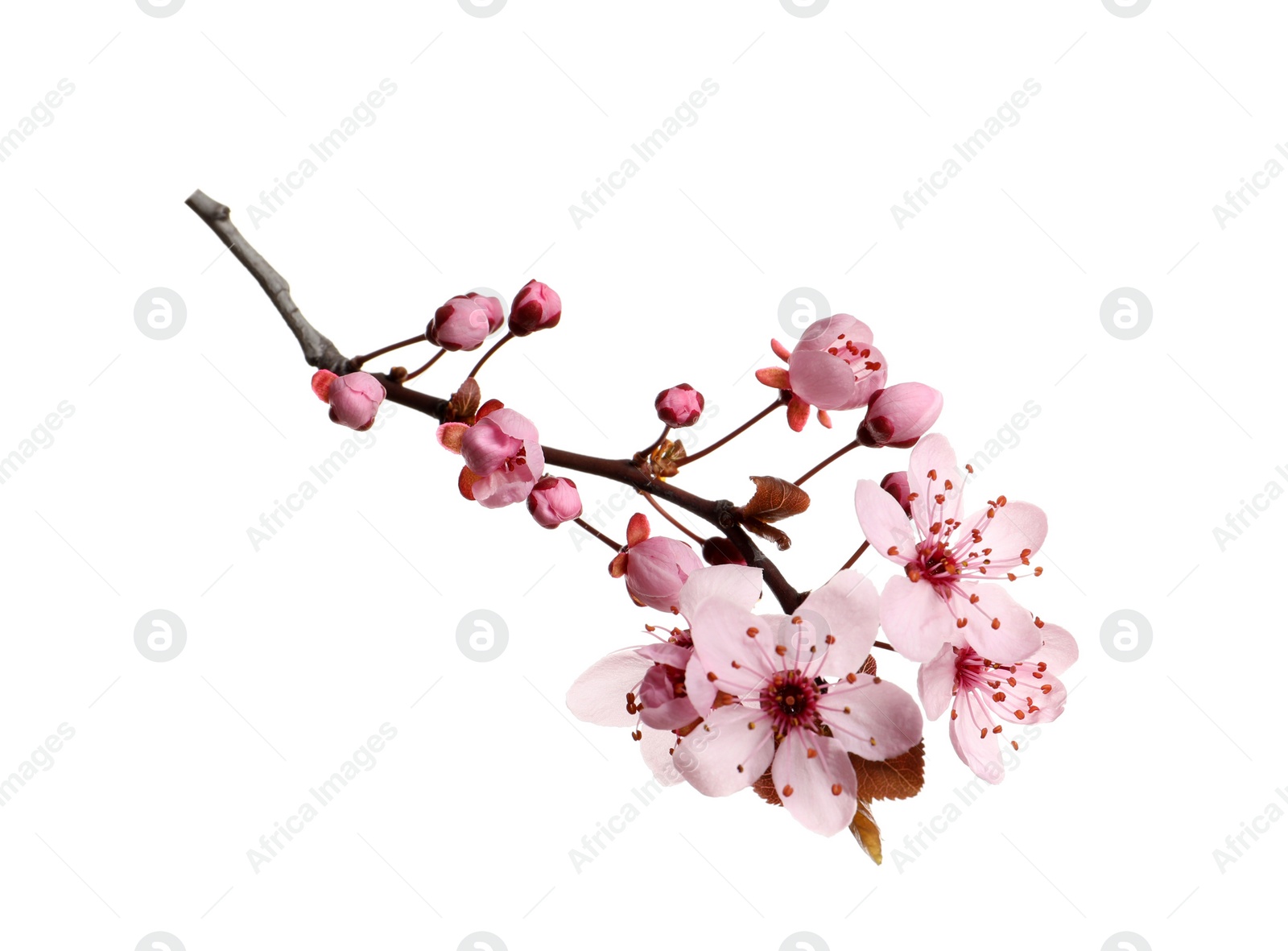 Cherry tree branch with beautiful pink blossoms isolated on white Photo of Cherry tree branch with beautiful pink blossoms isolated on white