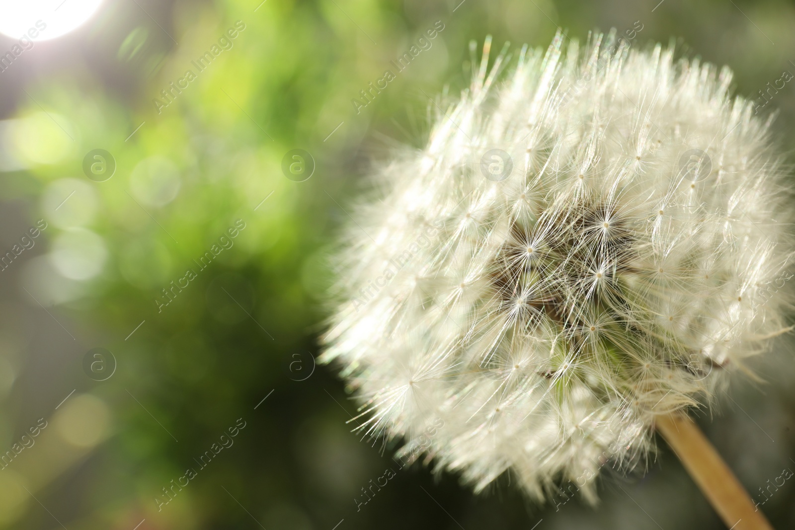 Beautiful dandelion flower on blurred green background, closeup. Space for text Photo of Beautiful dandelion flower on blurred green background, closeup. Space for text