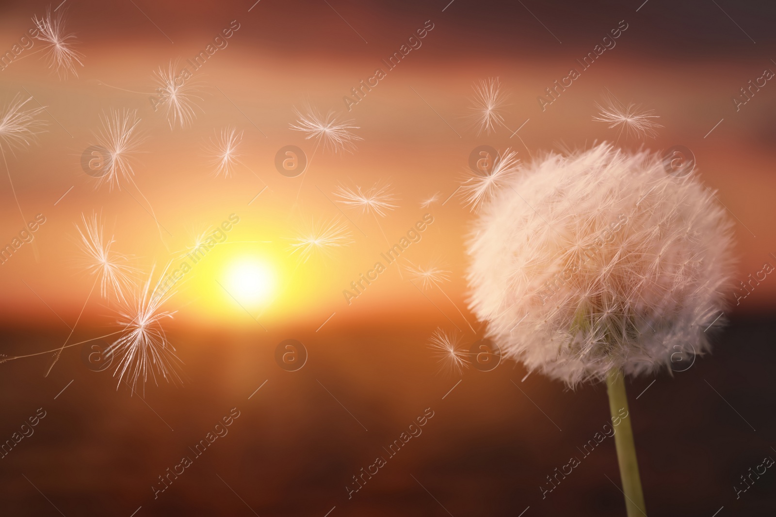 Beautiful fluffy dandelion blowball and flying seeds outdoors at sunset Image of Beautiful fluffy dandelion blowball and flying seeds outdoors at sunset