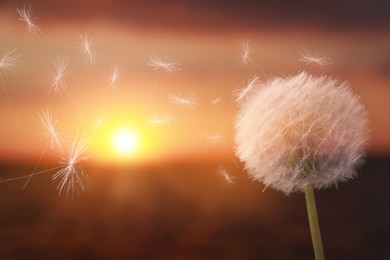 Beautiful fluffy dandelion blowball and flying seeds outdoors at sunset Image of Beautiful fluffy dandelion blowball and flying seeds outdoors at sunset