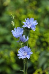 Beautiful blooming chicory flowers growing outdoors, closeup Photo of Beautiful blooming chicory flowers growing outdoors, closeup