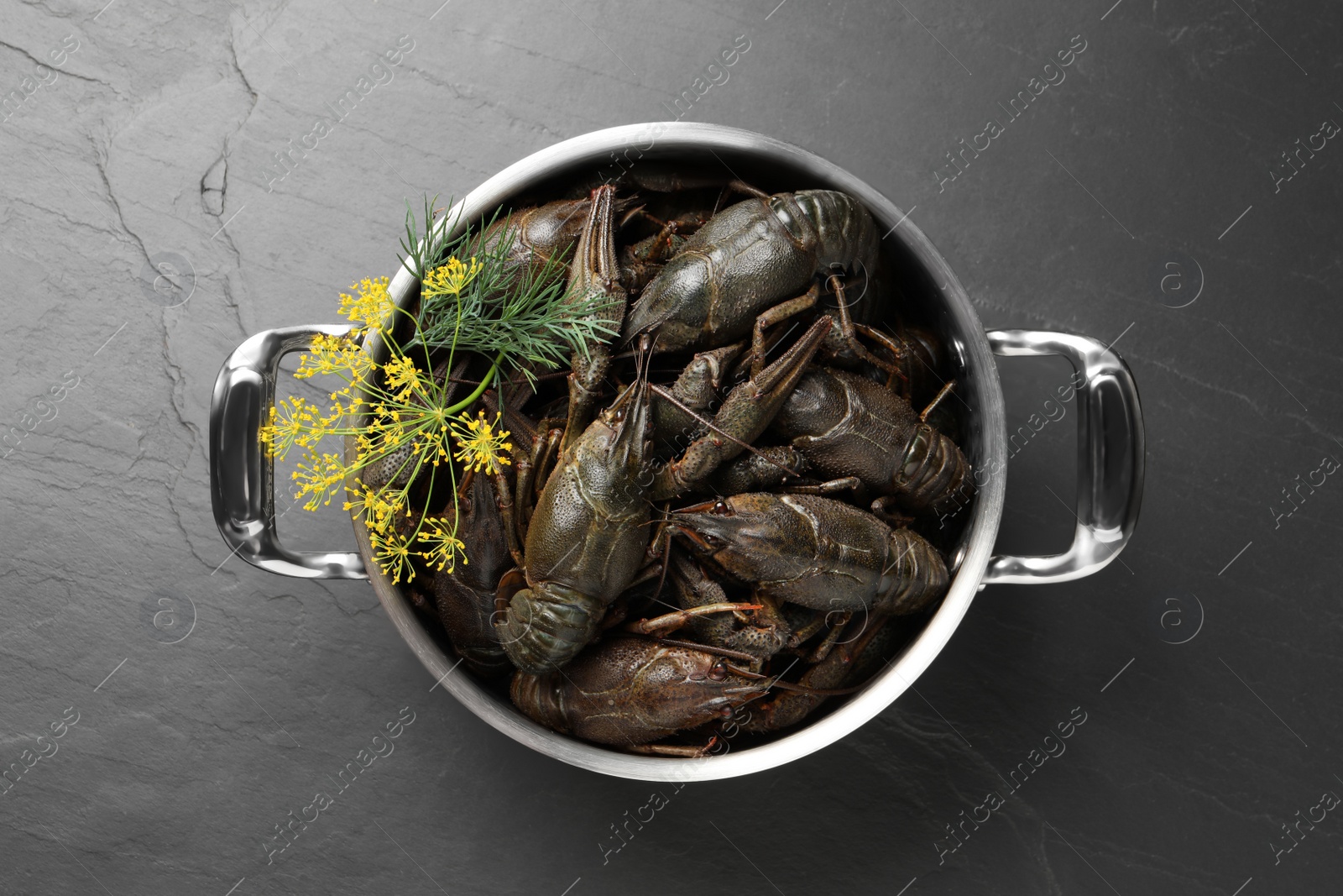 Fresh raw crayfishes with dill in pot on black table, top view Photo of Fresh raw crayfishes with dill in pot on black table, top view