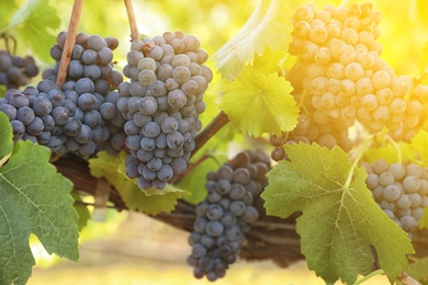 Photo of Delicious ripe grapes in vineyard. Harvest season
