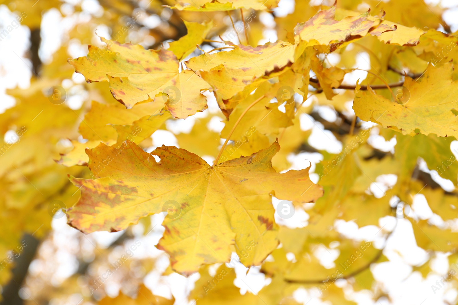 Branch with bright leaves against sky on autumn day, closeup Photo of Branch with bright leaves against sky on autumn day, closeup