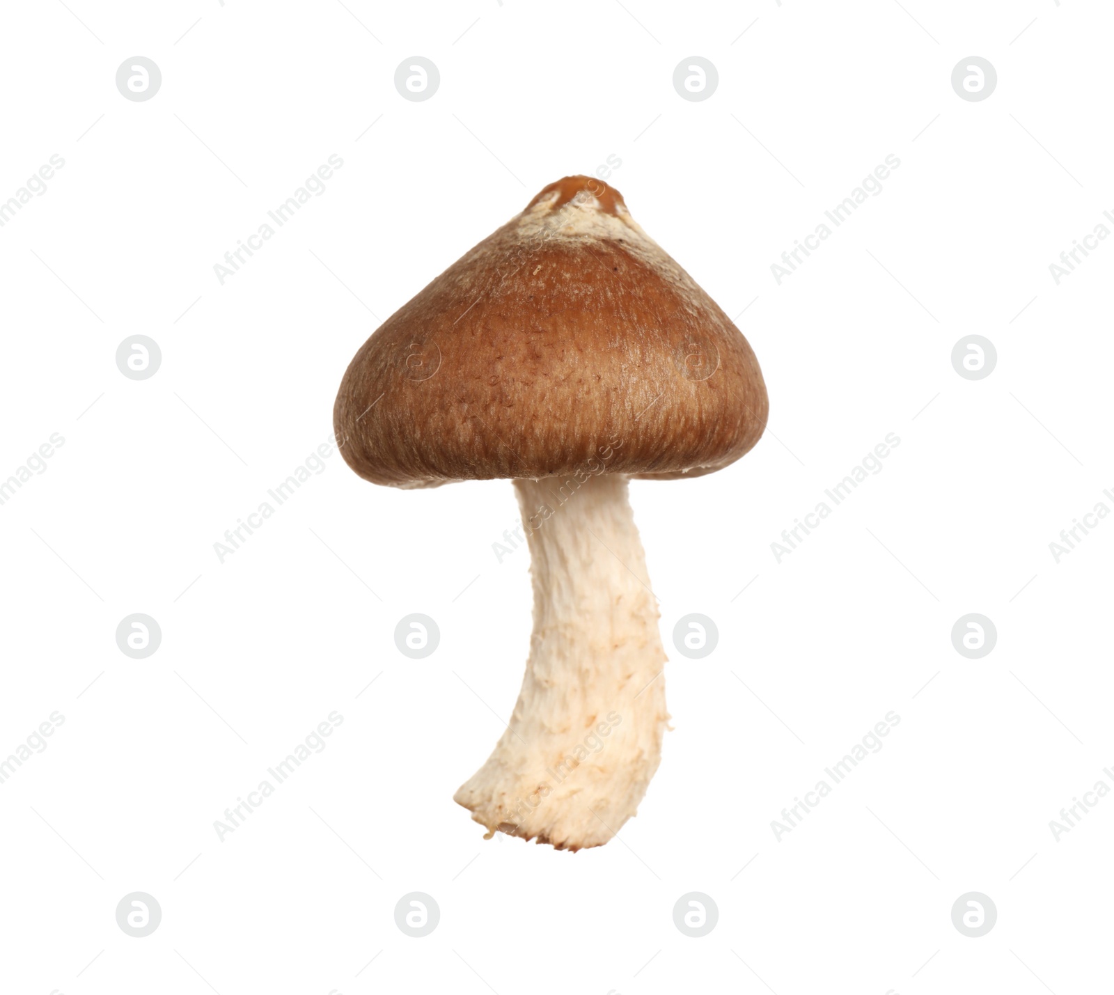 Fresh wild shiitake mushroom isolated on white Photo of Fresh wild shiitake mushroom isolated on white