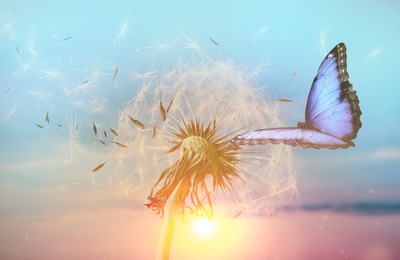 Beautiful butterfly and delicate fluffy dandelion at sunset Image of Beautiful butterfly and delicate fluffy dandelion at sunset
