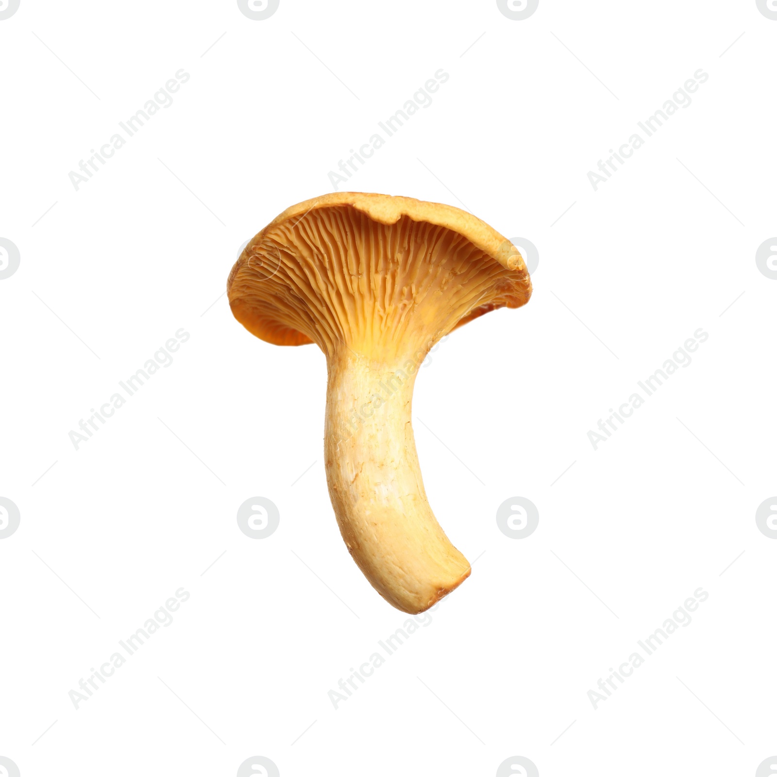 Fresh wild chanterelle mushroom isolated on white Photo of Fresh wild chanterelle mushroom isolated on white