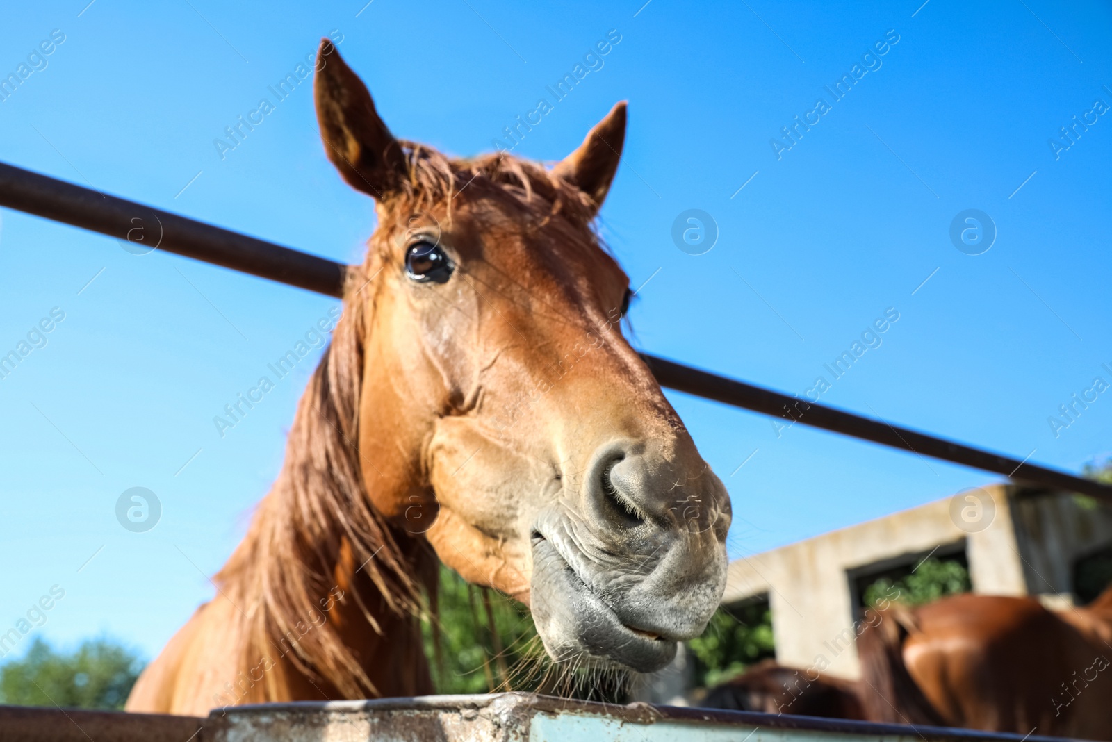 Chestnut horse at fence outdoors on sunny day, closeup. Beautiful pet Photo of Chestnut horse at fence outdoors on sunny day, closeup. Beautiful pet
