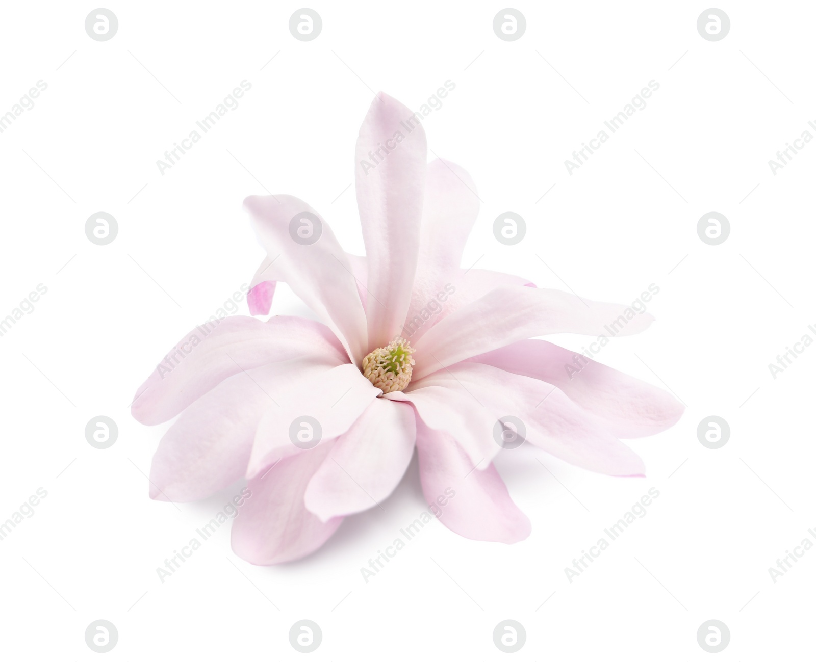 Beautiful pink magnolia flower isolated on white Photo of Beautiful pink magnolia flower isolated on white