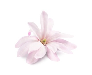 Beautiful pink magnolia flower isolated on white Photo of Beautiful pink magnolia flower isolated on white