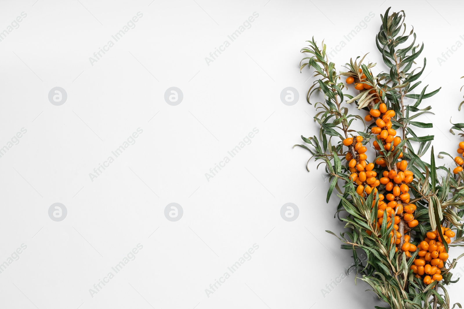Branches of sea buckthorn on white background, flat lay. Space for text Photo of Branches of sea buckthorn on white background, flat lay. Space for text