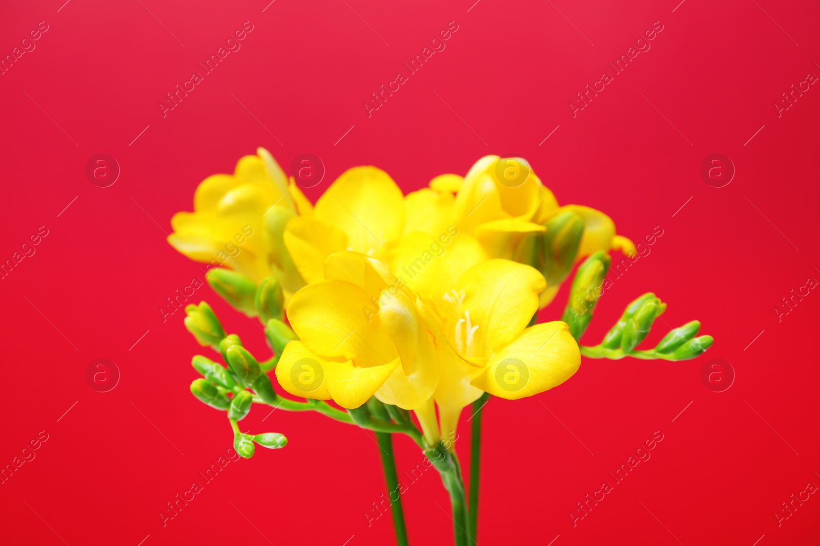 Beautiful freesia flowers on color background Photo of Beautiful freesia flowers on color background
