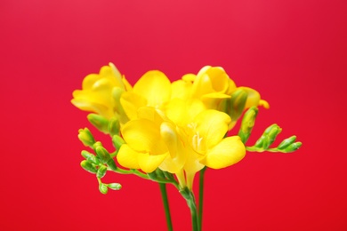 Beautiful freesia flowers on color background Photo of Beautiful freesia flowers on color background