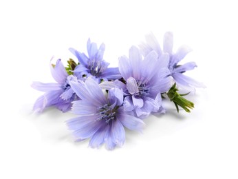 Beautiful tender chicory flowers on white background Photo of Beautiful tender chicory flowers on white background