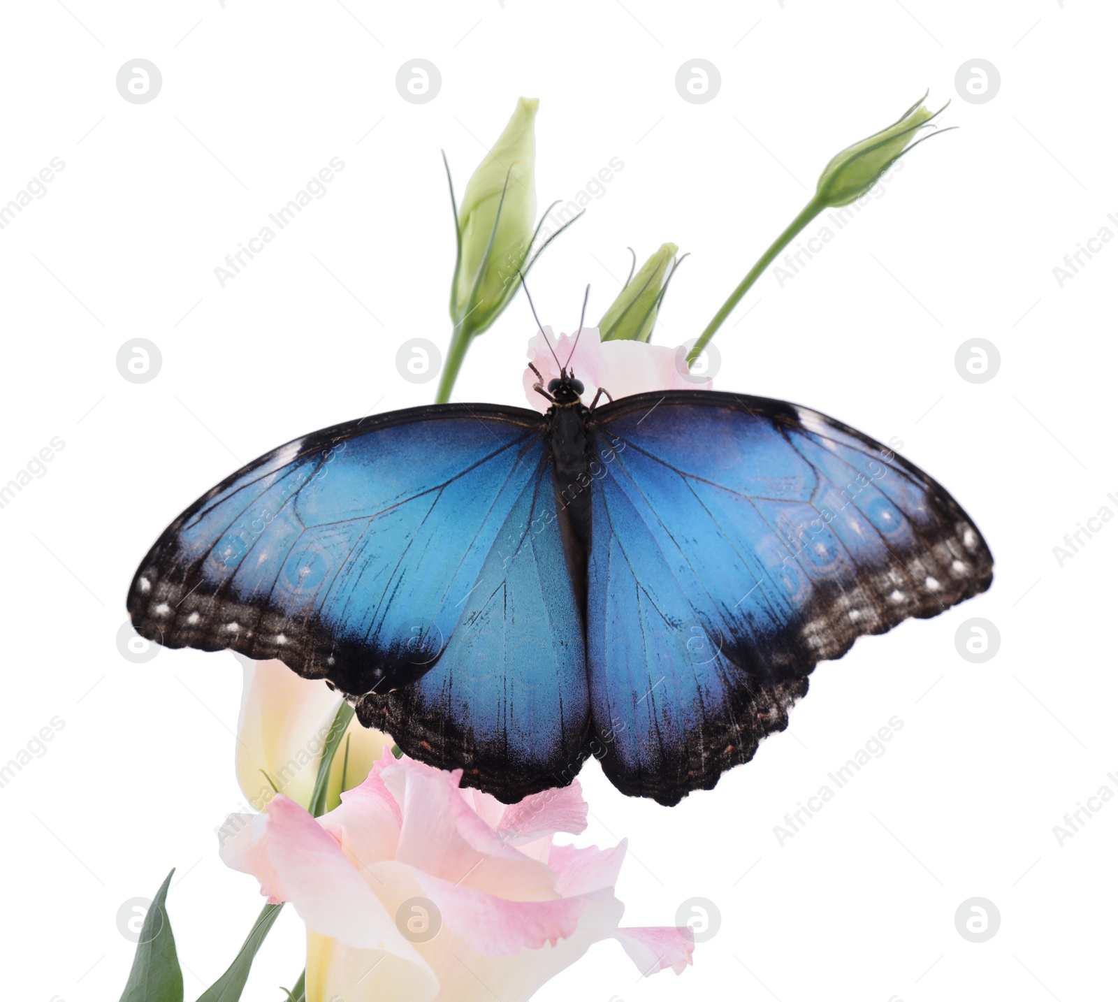 Beautiful common morpho butterfly sitting on eustoma flower against white background Photo of Beautiful common morpho butterfly sitting on eustoma flower against white background