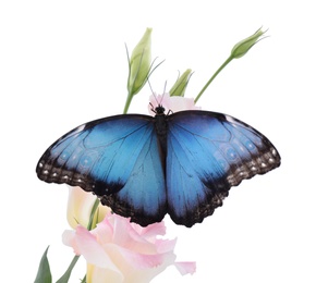 Beautiful common morpho butterfly sitting on eustoma flower against white background Photo of Beautiful common morpho butterfly sitting on eustoma flower against white background