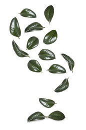 Image of Beautiful fresh green leaves flying on white background, collage