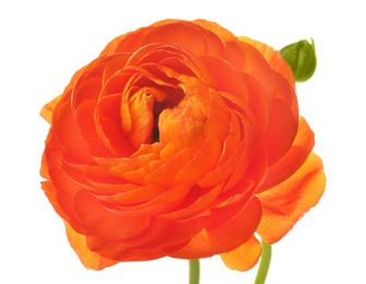 Beautiful ranunculus flower on white background Photo of Beautiful ranunculus flower on white background