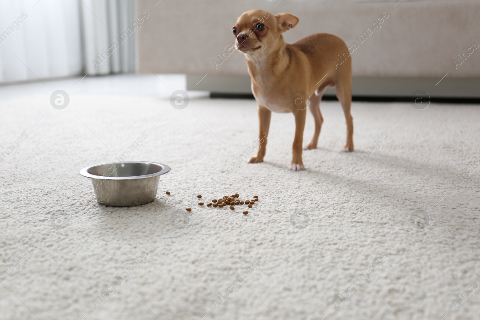 Adorable Chihuahua dog near feeding bowl on carpet indoors Photo of Adorable Chihuahua dog near feeding bowl on carpet indoors