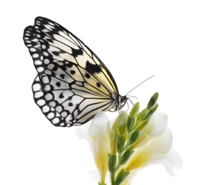 Beautiful rice paper butterfly sitting on freesia flower against white background Photo of Beautiful rice paper butterfly sitting on freesia flower against white background