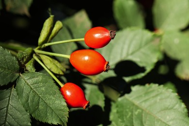 Rose hip bush with ripe red berries outdoors, closeup Photo of Rose hip bush with ripe red berries outdoors, closeup