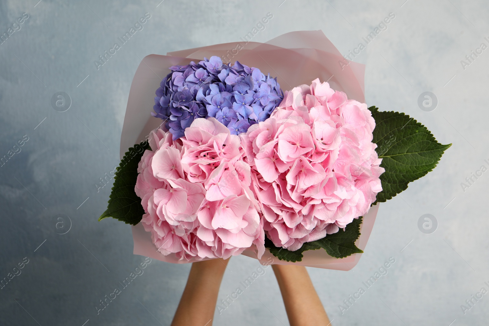 Woman with bouquet of beautiful hortensia flowers on color background, closeup Photo of Woman with bouquet of beautiful hortensia flowers on color background, closeup