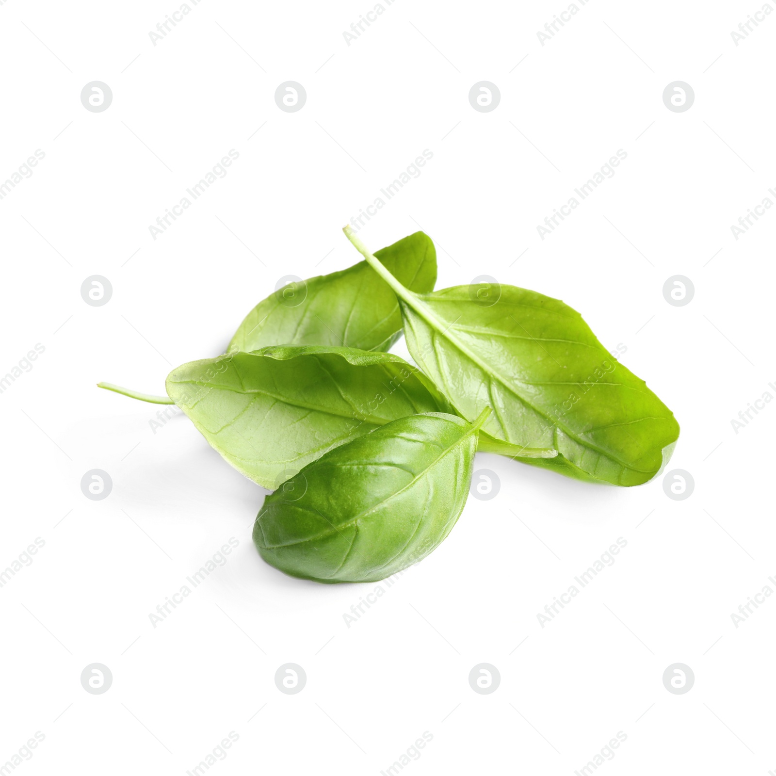 Fresh green basil leaves isolated on white Photo of Fresh green basil leaves isolated on white