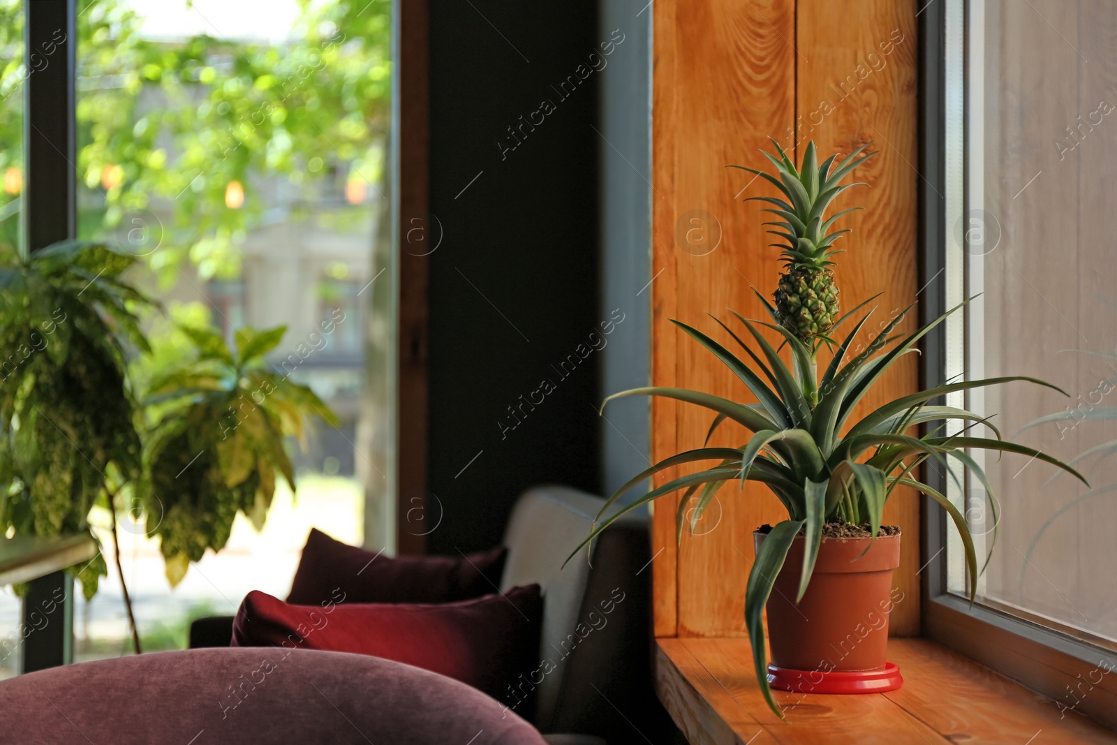 Pineapple plant on wooden windowsill Photo of Pineapple plant on wooden windowsill