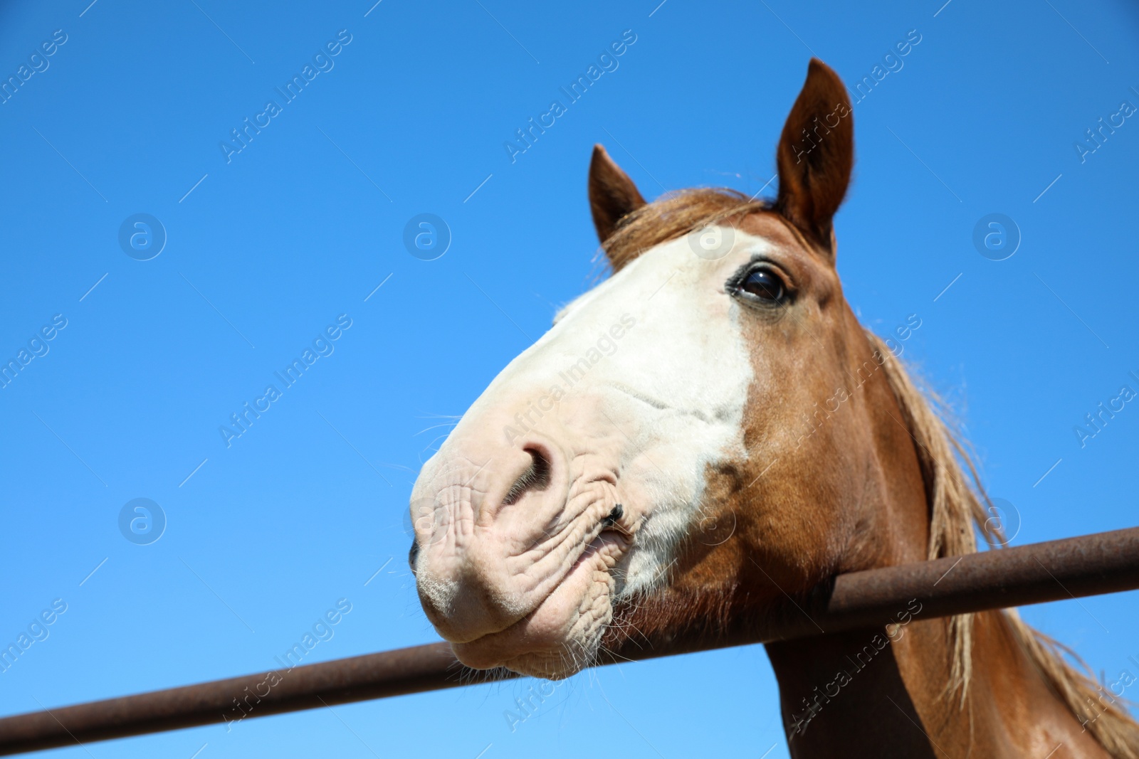 Chestnut horse at fence outdoors on sunny day, closeup. Beautiful pet Photo of Chestnut horse at fence outdoors on sunny day, closeup. Beautiful pet