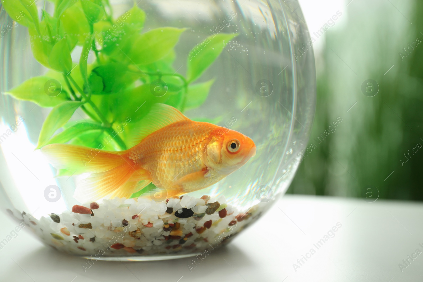 Beautiful bright small goldfish in round glass aquarium on table, closeup Photo of Beautiful bright small goldfish in round glass aquarium on table, closeup