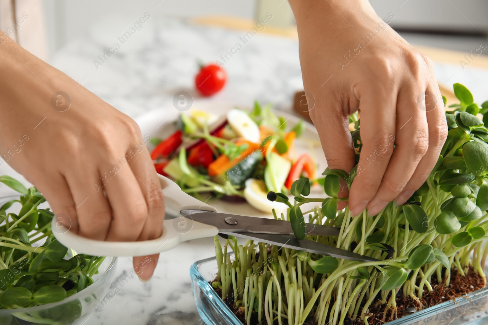 Woman cutting fresh organic microgreen at white marble table, closeup Photo of Woman cutting fresh organic microgreen at white marble table, closeup