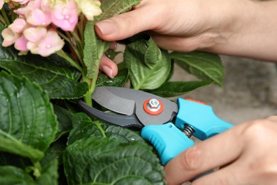 Woman pruning hortensia plant with shears outdoors, closeup Photo of Woman pruning hortensia plant with shears outdoors, closeup