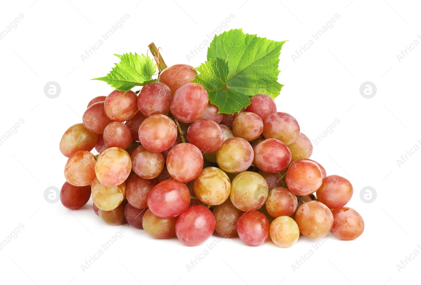 Bunch of fresh ripening red grapes with leaves isolated on white Photo of Bunch of fresh ripening red grapes with leaves isolated on white