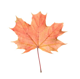 Photo of Beautiful leaf isolated on white. Autumn season