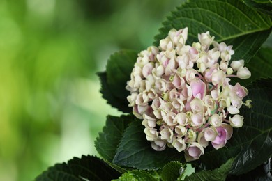 Beautiful hortensia plant with light flowers, closeup Photo of Beautiful hortensia plant with light flowers, closeup