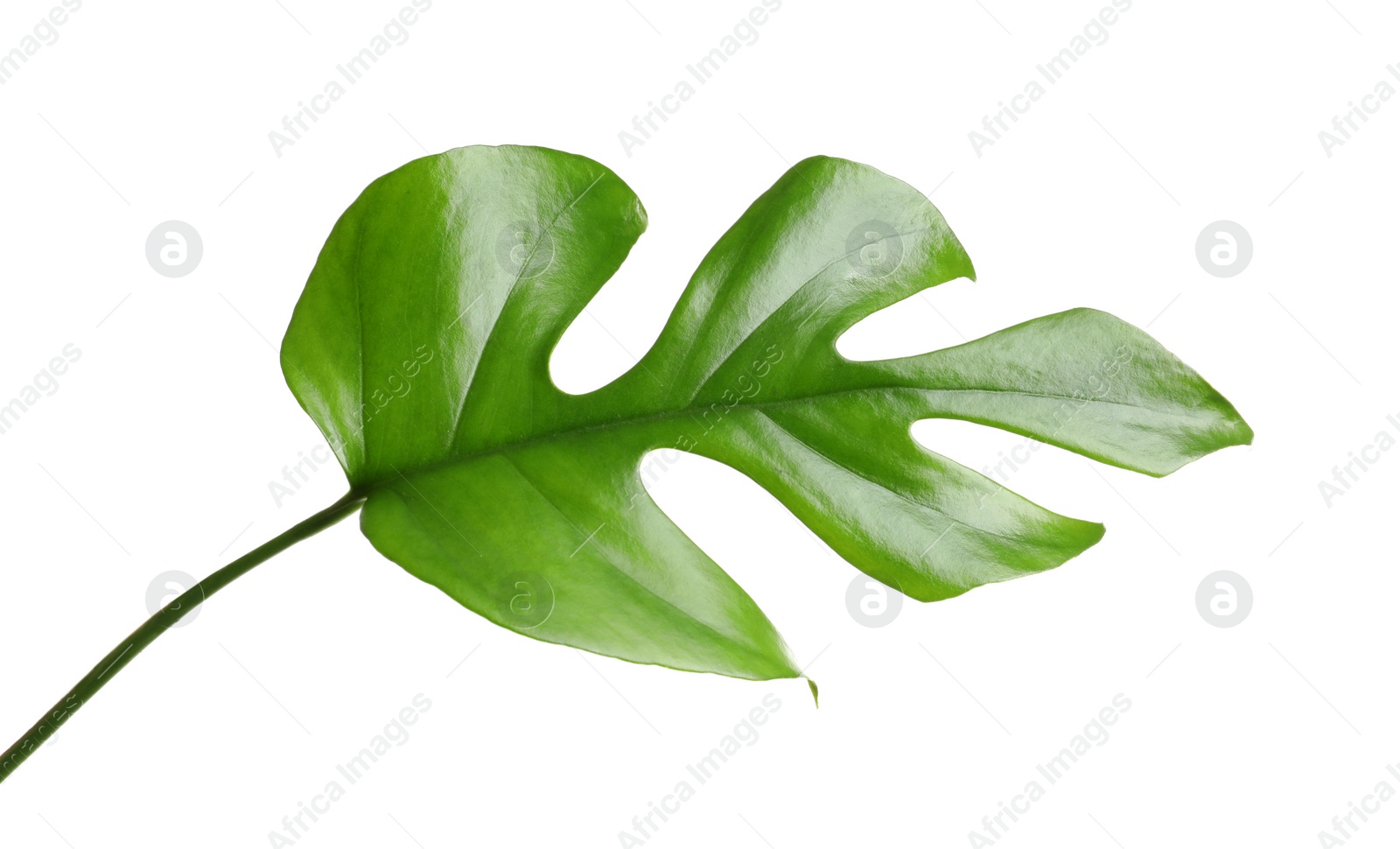 Tropical Monstera leaf on white background Photo of Tropical Monstera leaf on white background