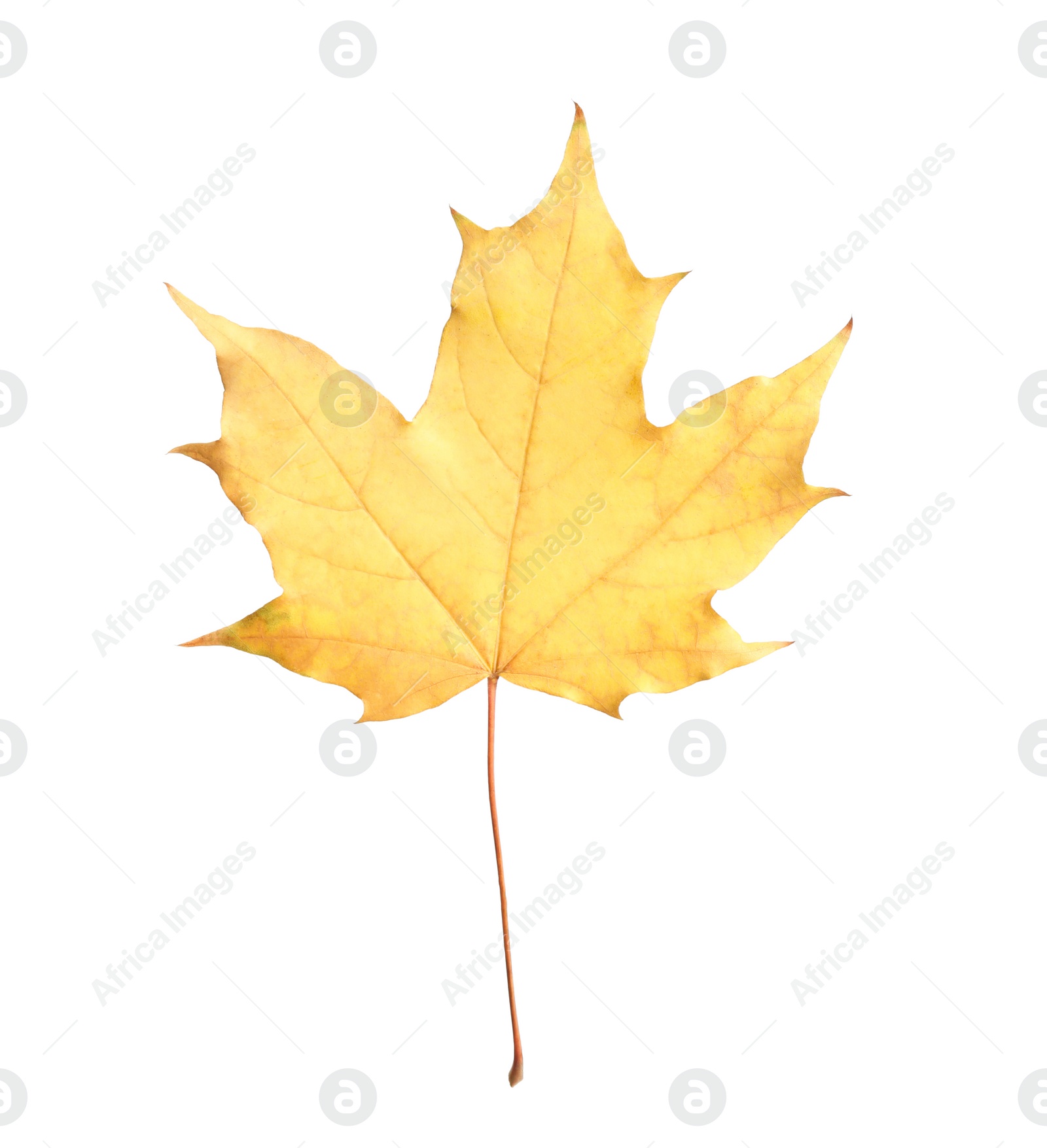 Photo of Beautiful leaf isolated on white. Autumn season